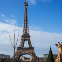 A girrafe standing in front of eiffle tower 